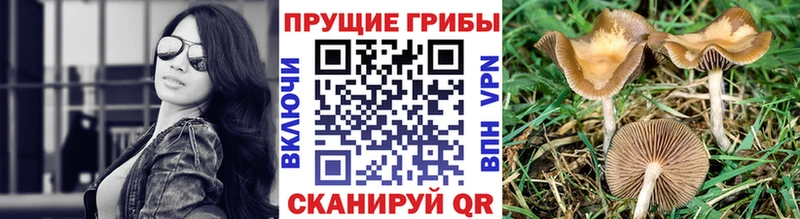 гидра сайт  Родники  Псилоцибиновые грибы GOLDEN TEACHER  где купить  